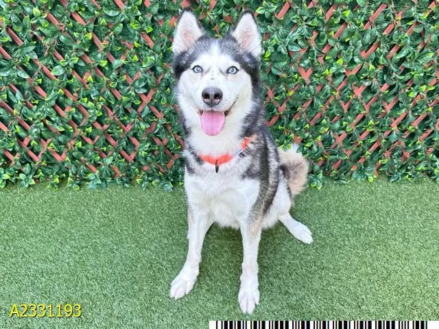 A young medium-sized female Mixed Breed dog named Hailey for adoption in West Palm Beach, FL