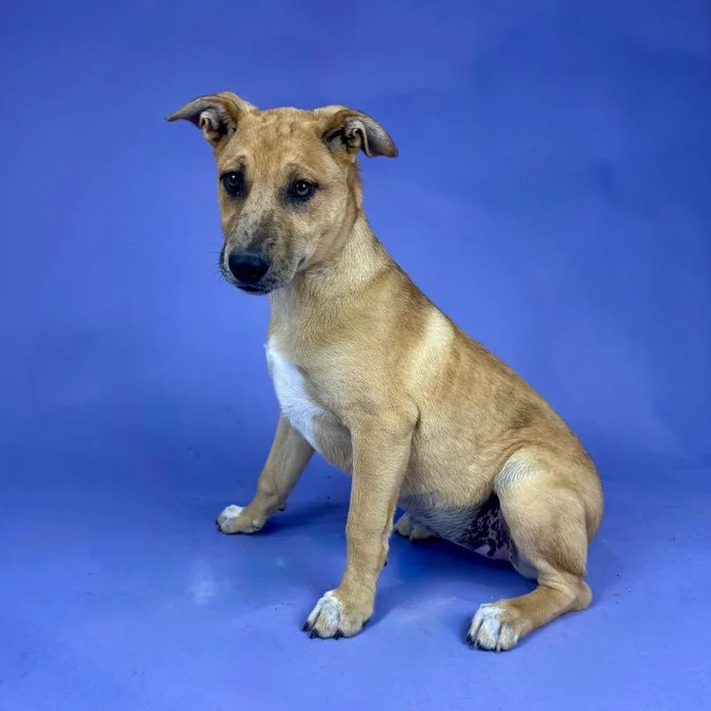 A young medium-sized female Yellow / Tan / Blond / Fawn Catahoula Leopard Dog dog named Frida for adoption in Alvin, TX