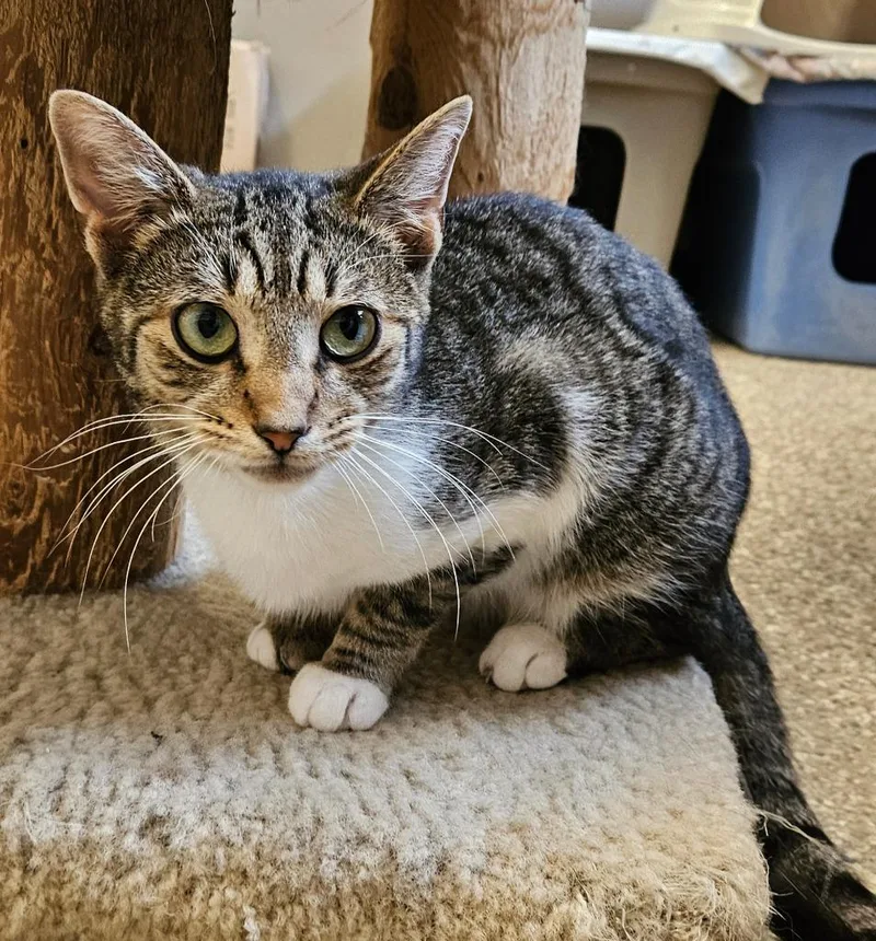 A baby small-sized male Domestic Short Hair cat named Bruno for adoption in Fremont, OH