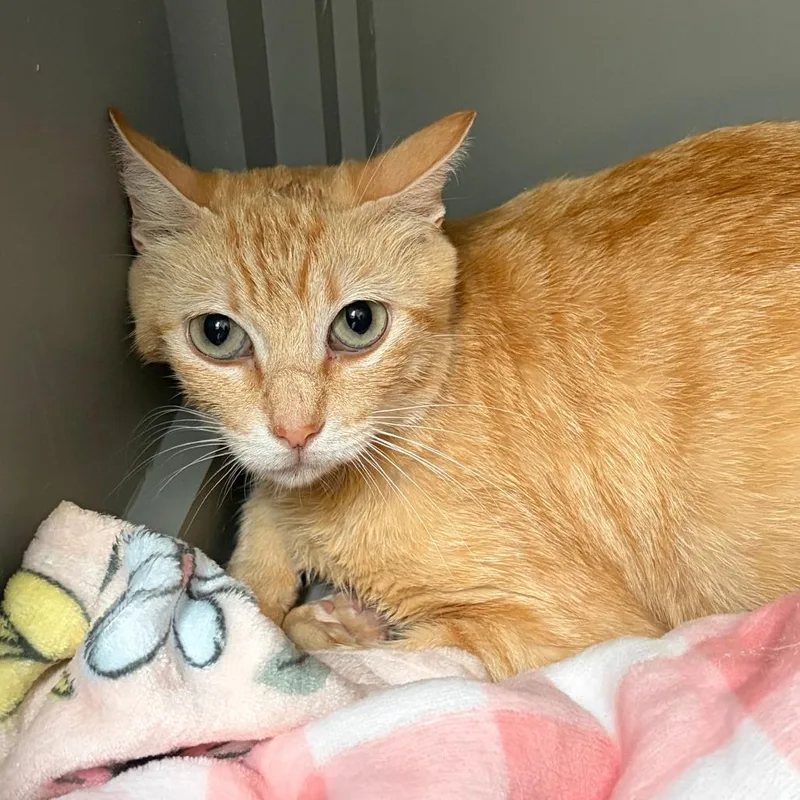 An adult medium-sized female Orange / Red Domestic Short Hair cat named Lucy for adoption in Ojai, CA
