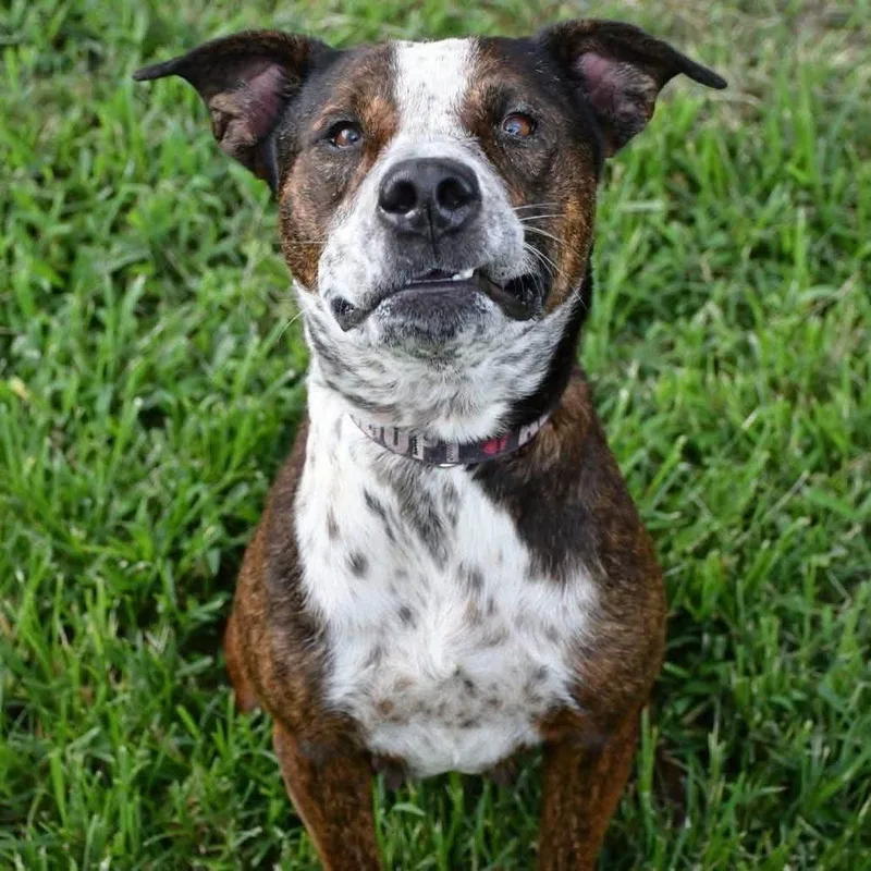 An adult medium-sized female Pit Bull Terrier dog named Aria Skye ๐ Aka for adoption in Silsbee, TX