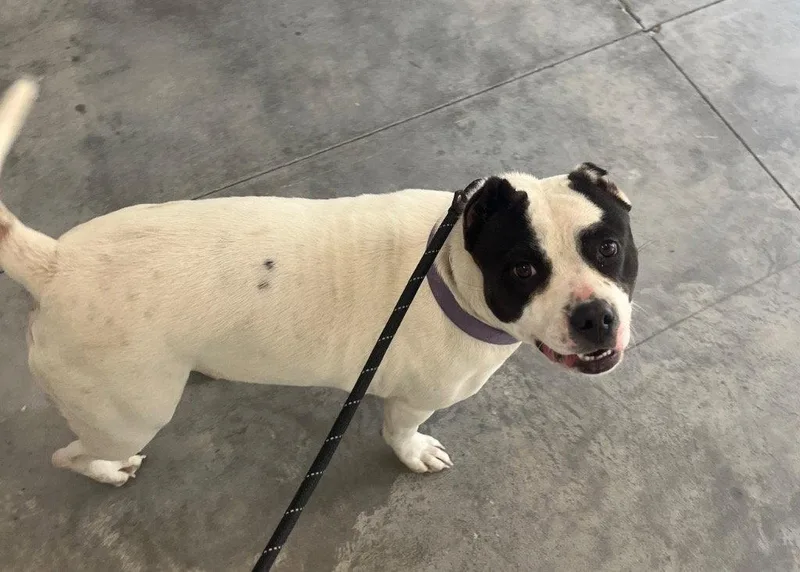 A young medium-sized female Pit Bull Terrier dog named Twinkie for adoption in Tarboro, NC