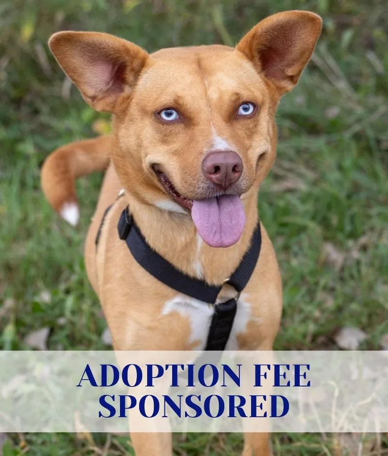 An adult medium-sized female Husky dog named Rubie for adoption in Savage, MN