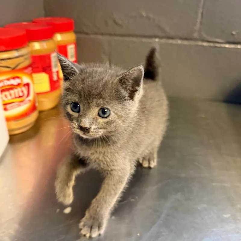 A baby small-sized male Gray / Blue / Silver Domestic Short Hair cat named Luke for adoption in Pasadena , MD