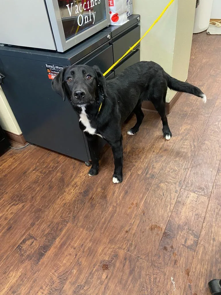 A baby medium-sized female Labrador Retriever dog named Dog Kennel for adoption in Greenville, TX