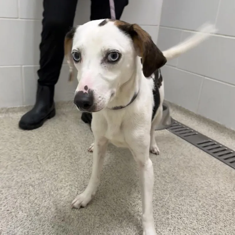 An adult small-sized female White / Cream Mixed Breed dog named Miss Kay for adoption in Gloucester, VA