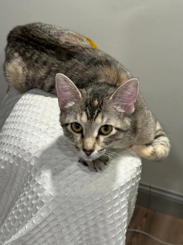 A baby small-sized female Domestic Short Hair cat named Joni Mitchell for adoption in Ballwin, MO