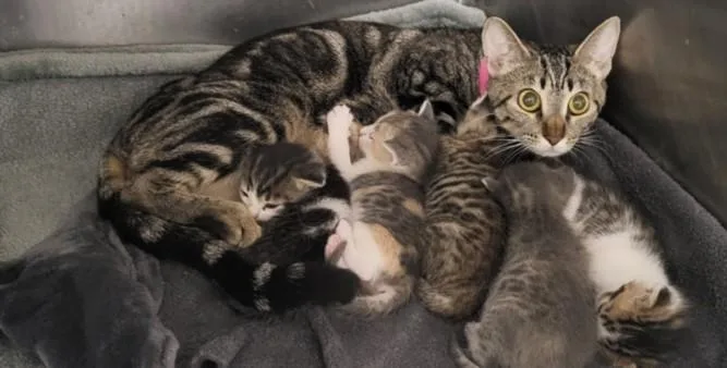 A young medium-sized female Domestic Short Hair cat named Madonna for adoption in Van Nuys, CA