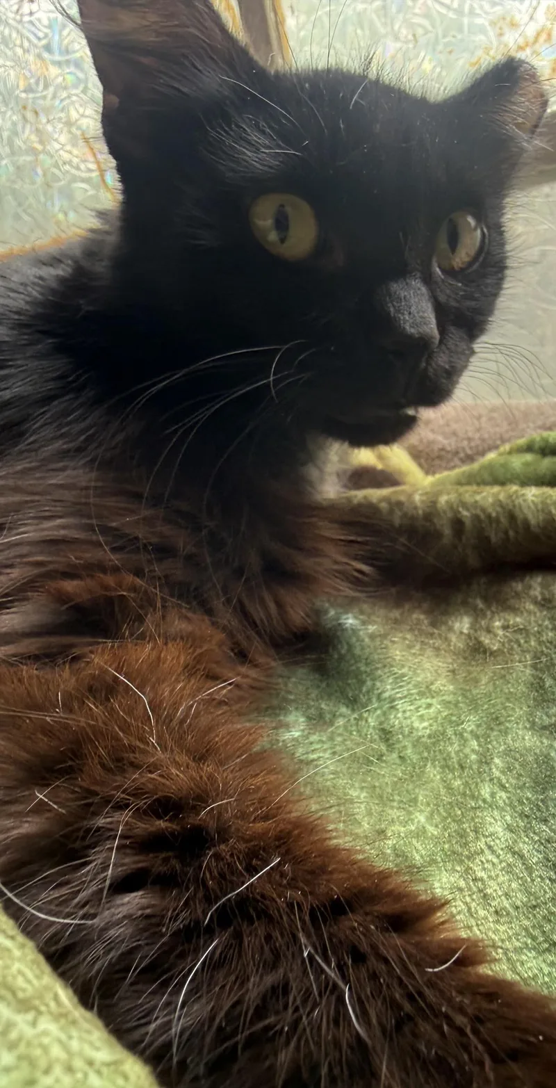 Frankie Valli thumbnail 3