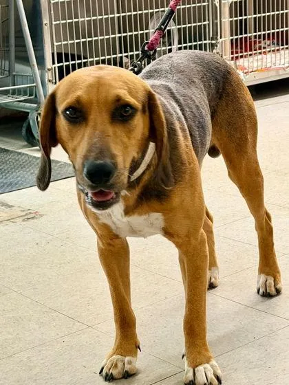 An adult large-sized male Hound dog named Buddy for adoption in Hobart, IN