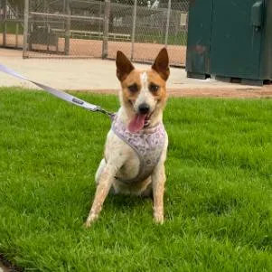 An adult medium-sized female Red / Chestnut / Orange Australian Cattle Dog / Blue Heeler dog named Kora for adoption in Yucaipa, CA
