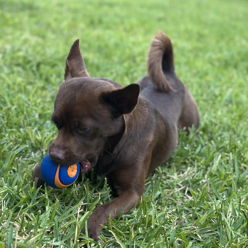 An adult small-sized male Brown / Chocolate Chihuahua dog named Cocoa Jace for adoption in Houston, TX