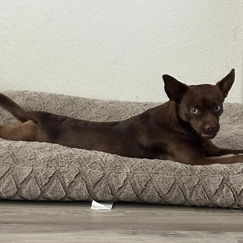 Cocoa Jace thumbnail 5