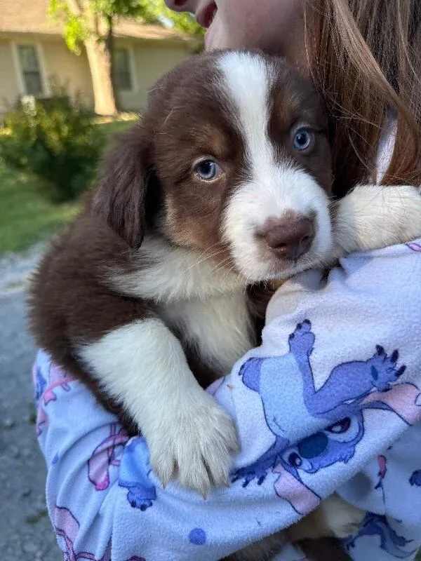 A baby small-sized female Australian Shepherd dog named Leia for adoption in Alamo, TN
