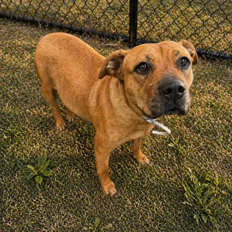 An adult medium-sized female Red / Chestnut / Orange Terrier dog named Pepita for adoption in Norman, OK