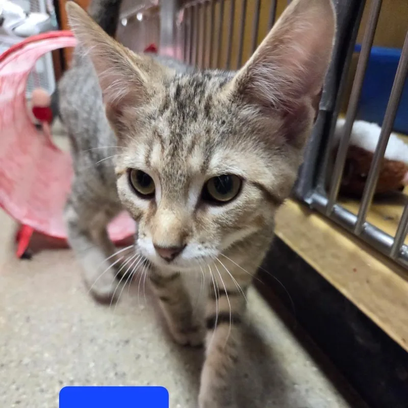 A baby small-sized male Brown / Chocolate Domestic Short Hair cat named Ares for adoption in Hamburg, NY
