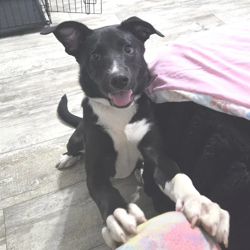 A young medium-sized female Black Mixed Breed dog named Runna for adoption in Chattanooga, TN