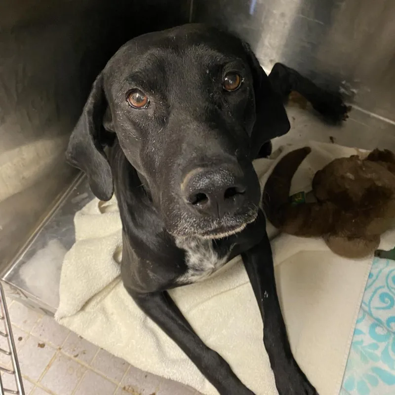 A senior medium-sized female Black Pointer dog named Dolly for adoption in Austin, TX