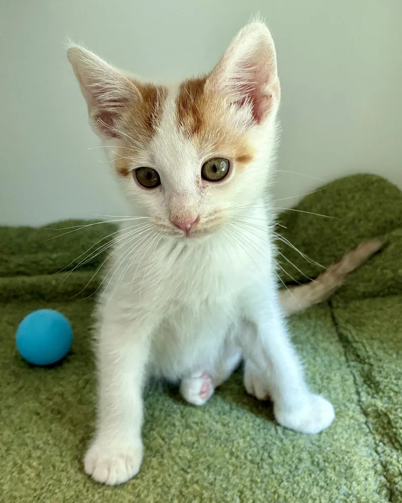A baby small-sized male White Domestic Short Hair cat named Tangerine for adoption in Oakland, CA