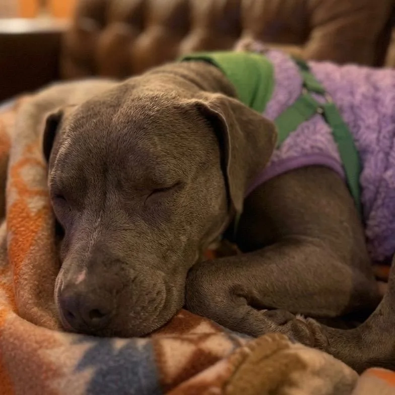 An adult medium-sized female Brown / Chocolate Pit Bull Terrier dog named Hope for adoption in Waldorf, MD