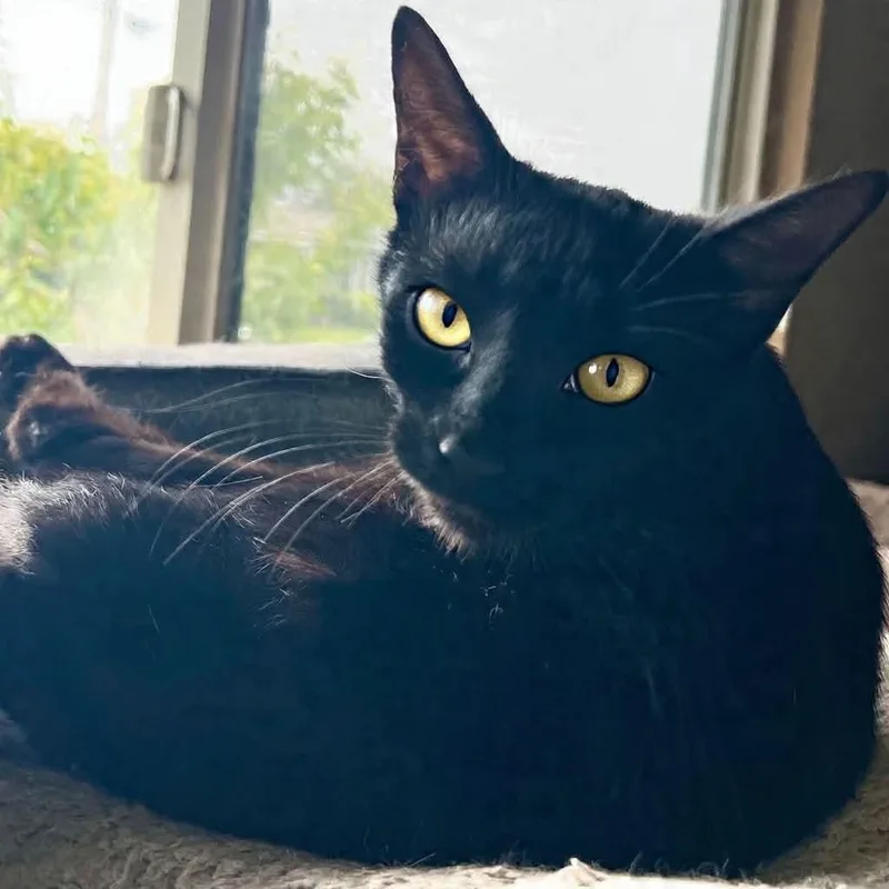 A baby medium-sized female Black Domestic Short Hair cat named Norah for adoption in Mira Loma, CA
