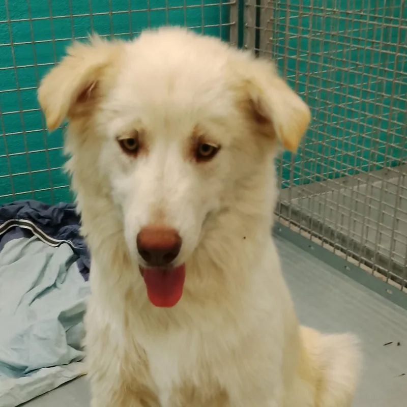 A young large-sized male White / Cream Mixed Breed dog named Bolt for adoption in Park City, UT