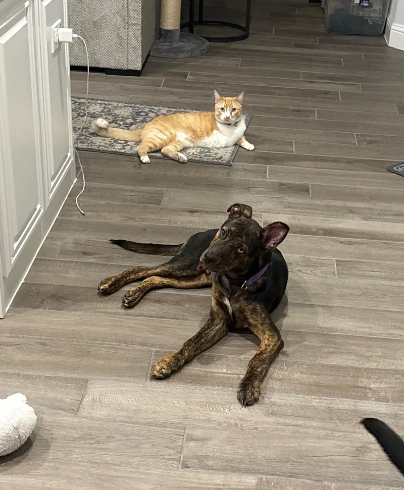 A young medium-sized male Brindle Husky dog named Nash for adoption in Mansfield, TX