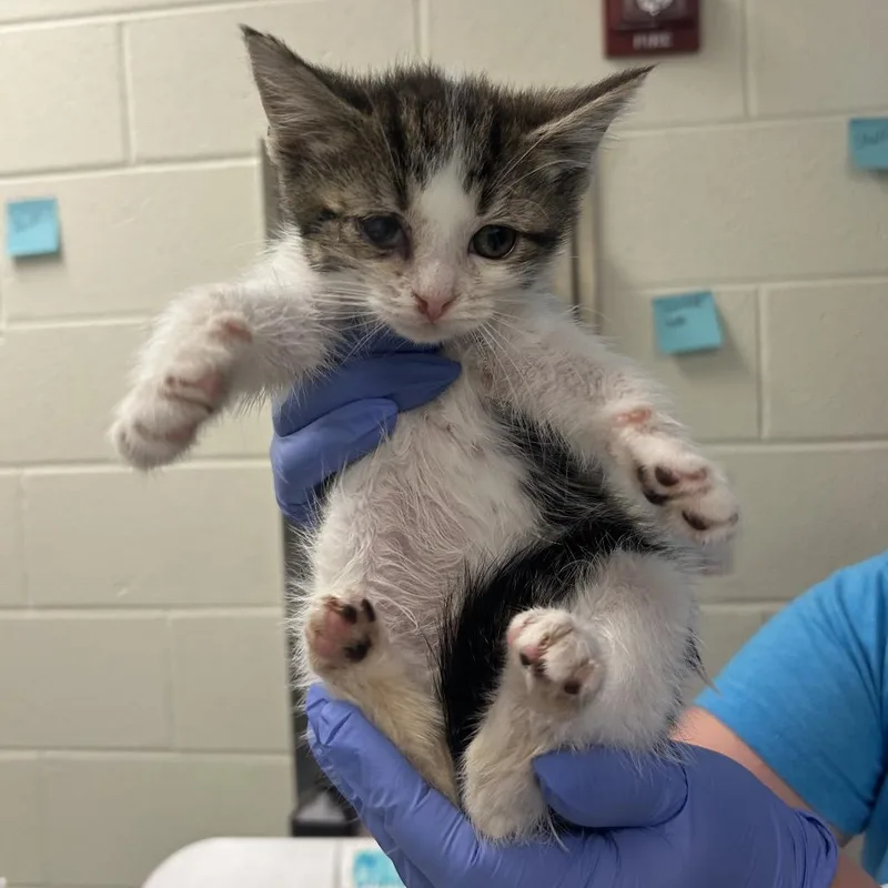 A baby small-sized female Brown / Chocolate Domestic Short Hair cat named Stamp for adoption in Charlottesville, VA