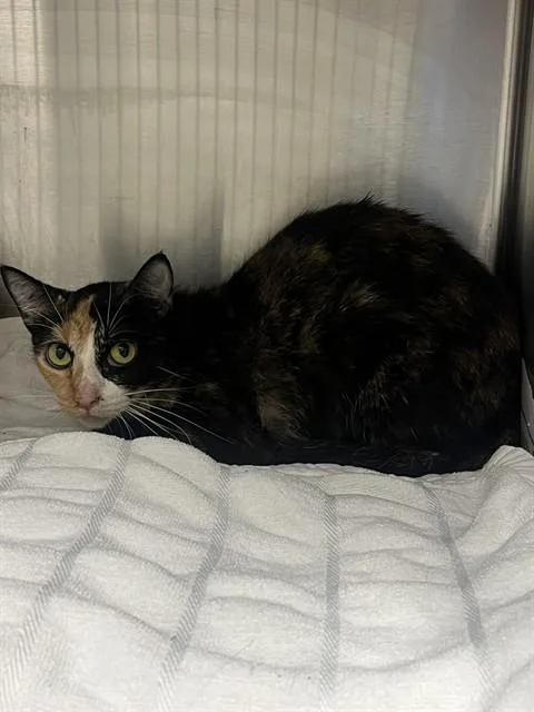 An adult small-sized female Domestic Short Hair cat named Solstice for adoption in Fort Lauderdale, FL