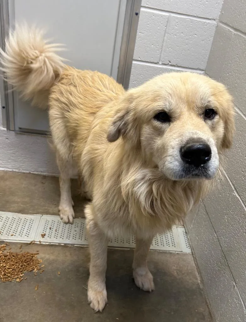 An adult medium-sized male Great Pyrenees dog named Chet for adoption in Newcastle, OK