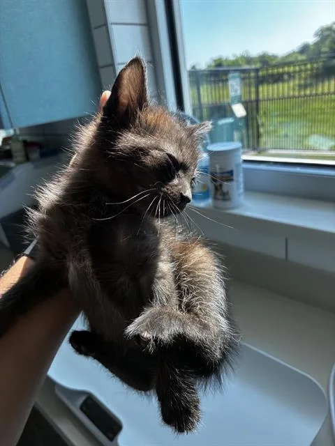 A baby small-sized male Domestic Medium Hair cat named Logan for adoption in Pearland, TX