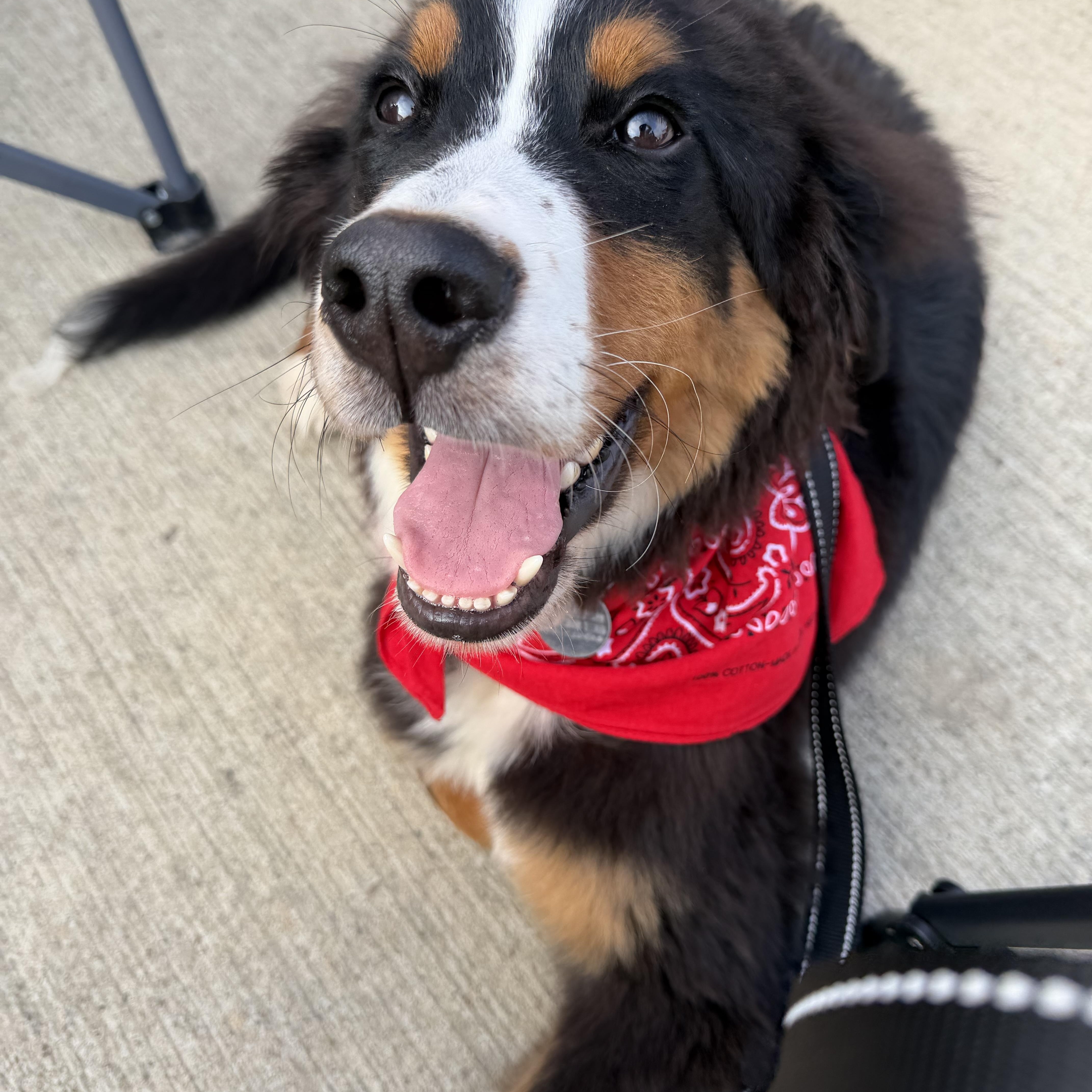 A baby large-sized male Tricolor (Brown, Black, & White) Bernese Mountain Dog dog named Atlas for adoption in Cleveland, OH