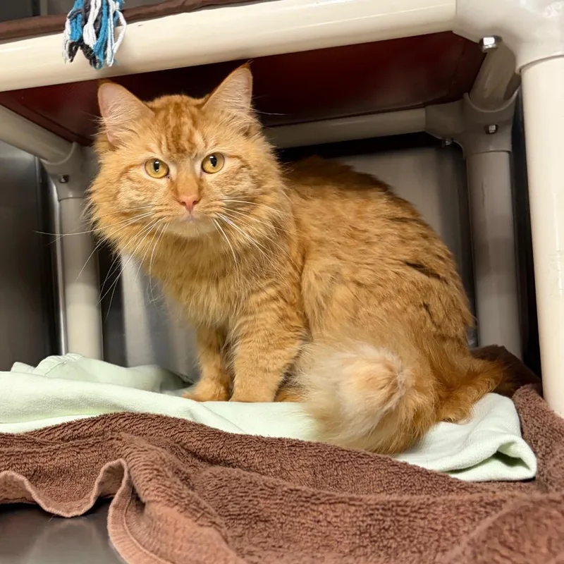 Captain Cottontail thumbnail 2