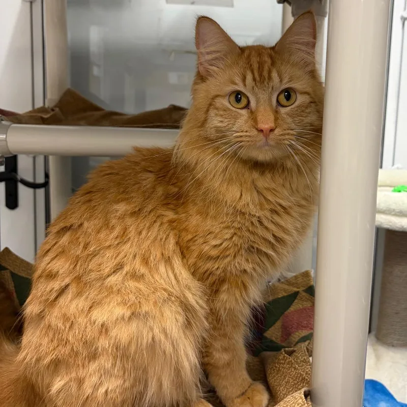 Captain Cottontail thumbnail 3