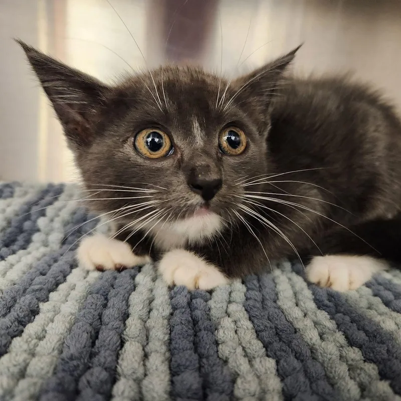 A baby medium-sized female Domestic Short Hair cat named Opal for adoption in Liberty, MO