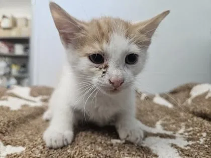 An adult small-sized male Domestic Short Hair cat named Its` Fine for adoption in Spruce Pine, NC