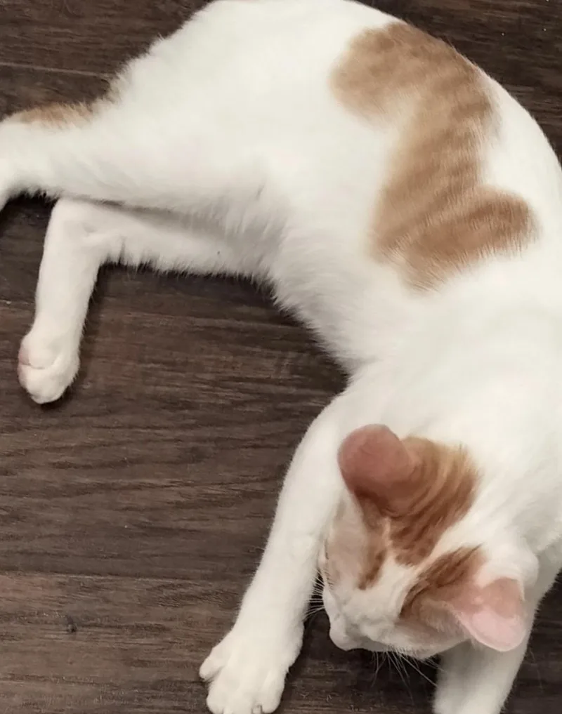 A baby medium-sized male Orange & White Domestic Short Hair cat named Ziggy J. for adoption in Frisco, TX