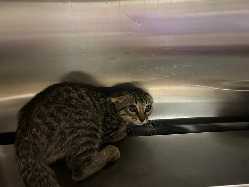 A baby medium-sized female Tabby cat named Swordtail for adoption in Nacogdoches, TX