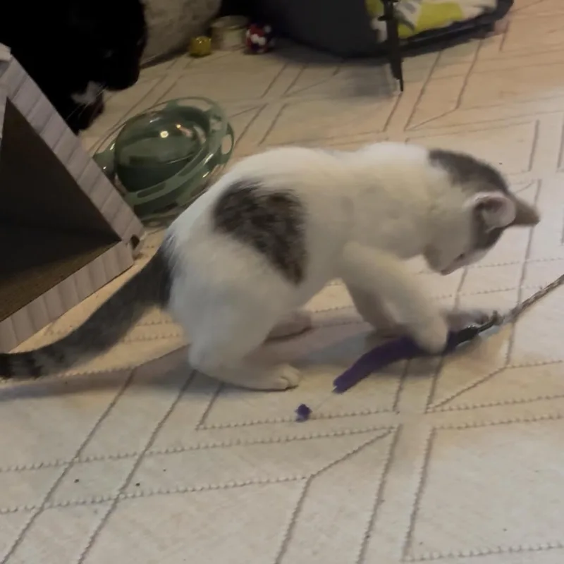 A baby medium-sized female White Domestic Short Hair cat named Hazel for adoption in Lemoyne, PA