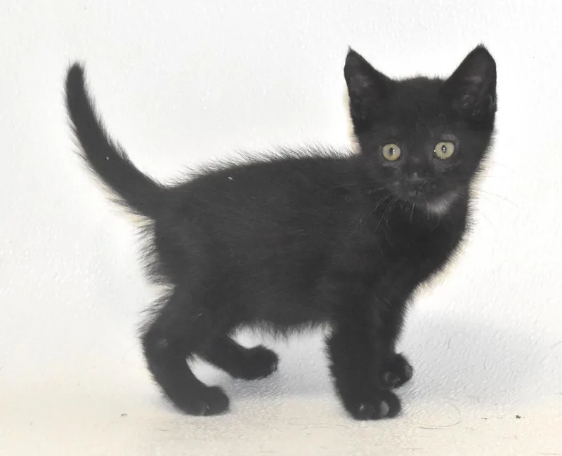 A baby large-sized male Domestic Short Hair cat named Chocolate for adoption in Springfield, OH