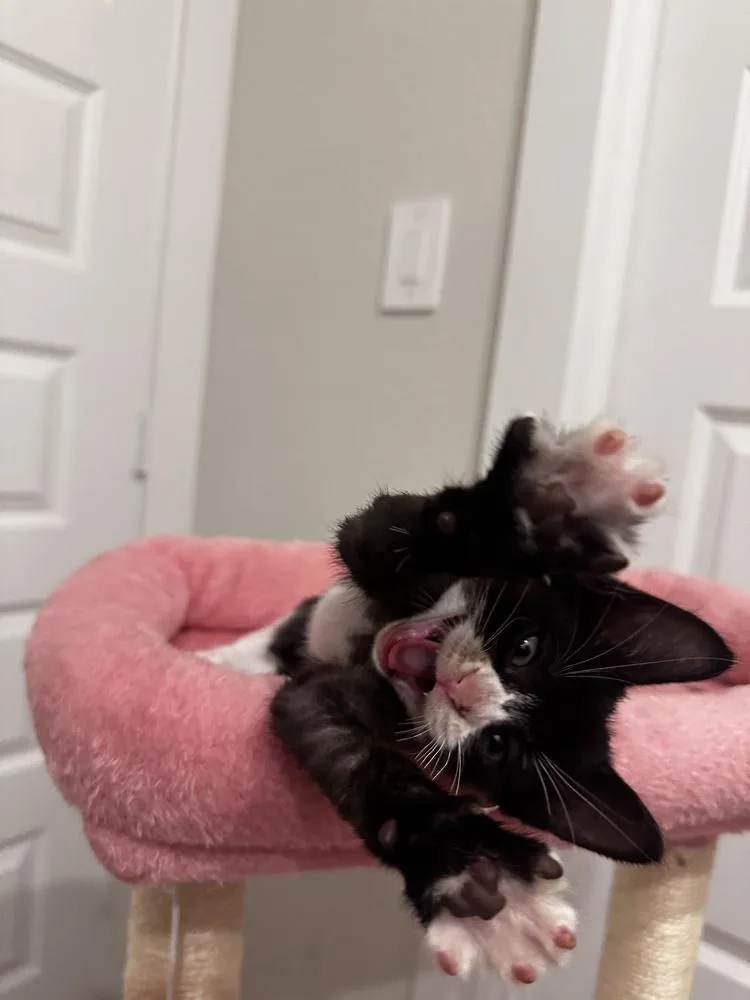 A baby small-sized female Black & White / Tuxedo Domestic Short Hair cat named Lolli for adoption in Brewster , NY