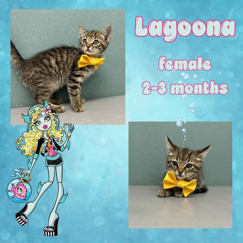 A baby medium-sized female Tabby (Brown / Chocolate) Domestic Short Hair cat named Lagoona for adoption in Bardstown, KY