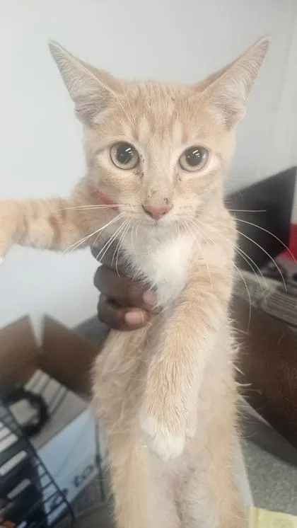 A baby medium-sized male Domestic Short Hair cat named Mackie for adoption in West Chester, PA