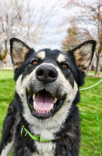 An adult large-sized female Alaskan Malamute dog named Tyra Banks for adoption in Yakima, WA
