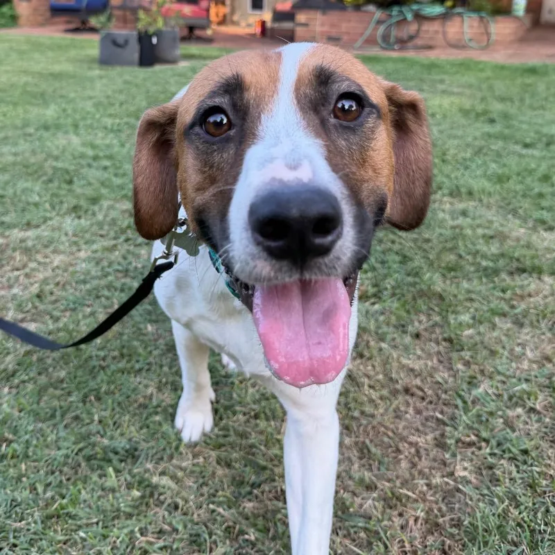 An adult large-sized female White / Cream Hound dog named Dunkin for adoption in Troy, VA