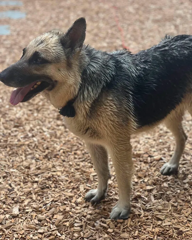 An adult large-sized female Black German Shepherd Dog dog named Marguerite for adoption in New Rochelle, NY