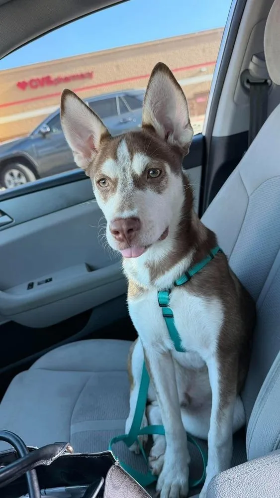 A baby medium-sized male Husky dog named Cinnamon for adoption in Dallas, TX