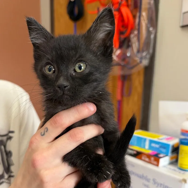 A baby small-sized female Black Domestic Short Hair cat named Tetra for adoption in Detroit Lakes, MN