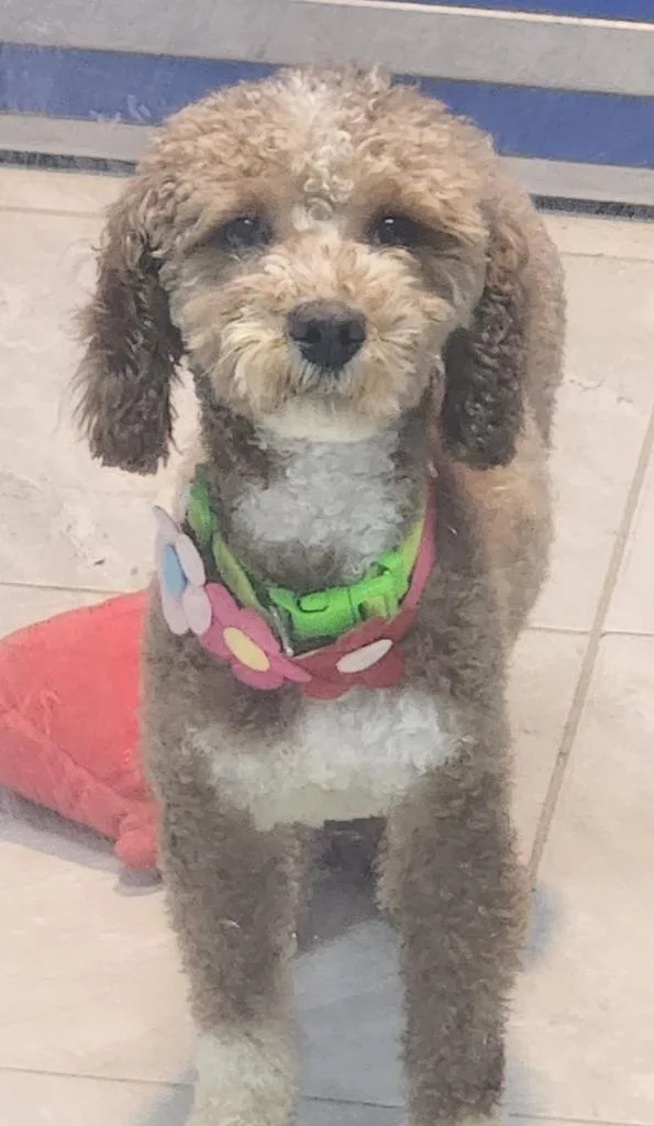 An adult small-sized female Wheaten Terrier dog named Sky for adoption in Walnutport, PA