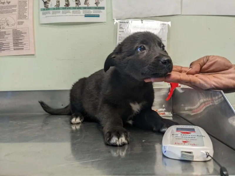 A baby small-sized female German Shepherd Dog dog named Manila Luzon for adoption in Santa Cruz, CA
